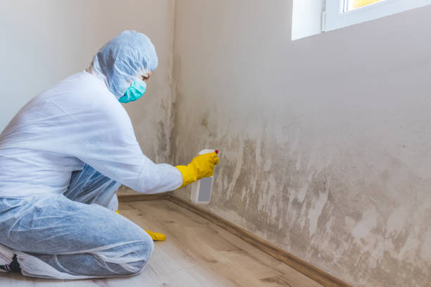 Licensed Mold Inspection service in Walkersville, MD - WQB Mold Removal